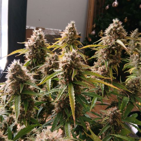 Gorilla Z growlog timeline photo
