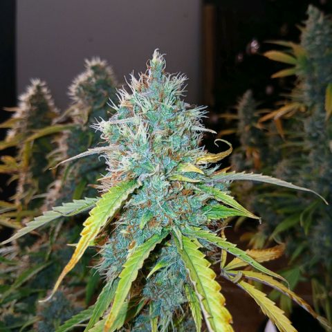 Gorilla Z growlog timeline photo