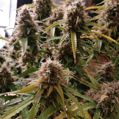 Gorilla Z growlog timeline photo