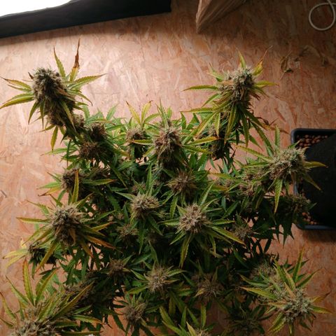 Gorilla Z growlog timeline photo