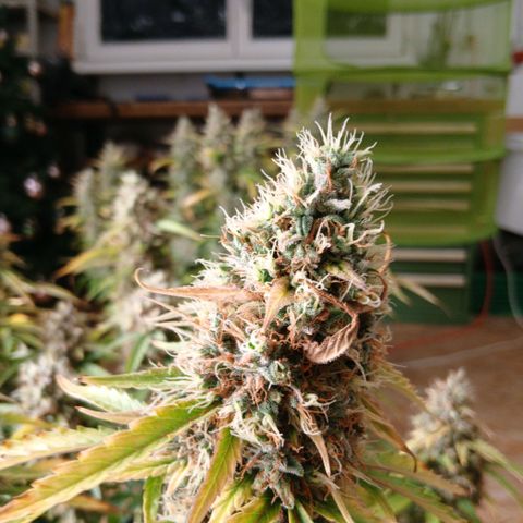 Gorilla Z growlog timeline photo