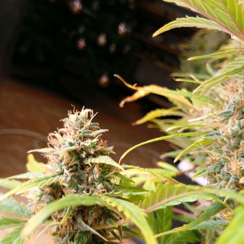 Gorilla Z growlog timeline photo