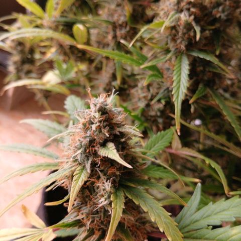 Gorilla Z growlog timeline photo
