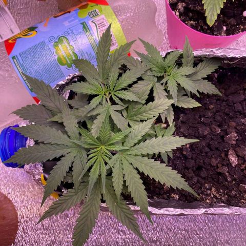 Gorilla Glue  growlog timeline photo