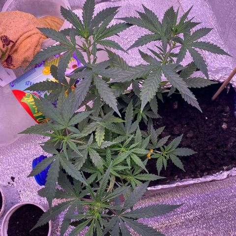 Gorilla Glue  growlog timeline photo