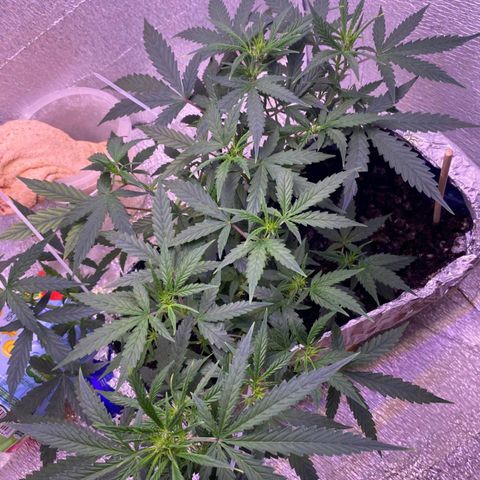 Gorilla Glue  growlog timeline photo