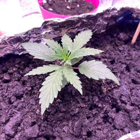 Gorilla Glue  growlog timeline photo