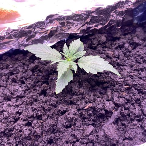 Gorilla Glue  growlog timeline photo