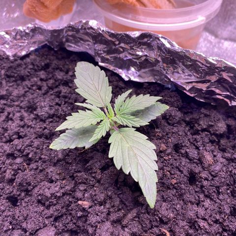 Gorilla Glue  growlog timeline photo