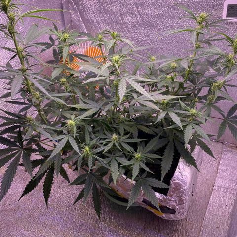 Gorilla Glue  growlog timeline photo