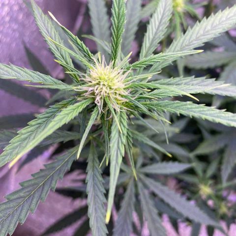Gorilla Glue  growlog timeline photo