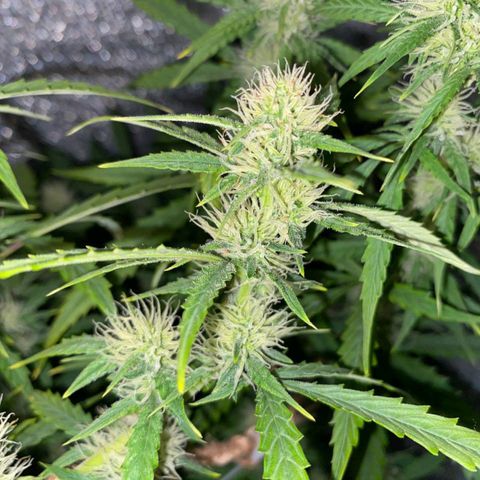 Gorilla Glue  growlog timeline photo
