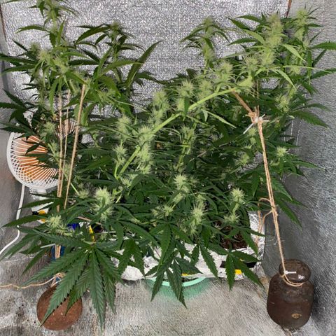 Gorilla Glue  growlog timeline photo