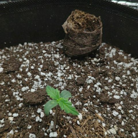 Auto Mazar growlog photo:  Центровая девочка