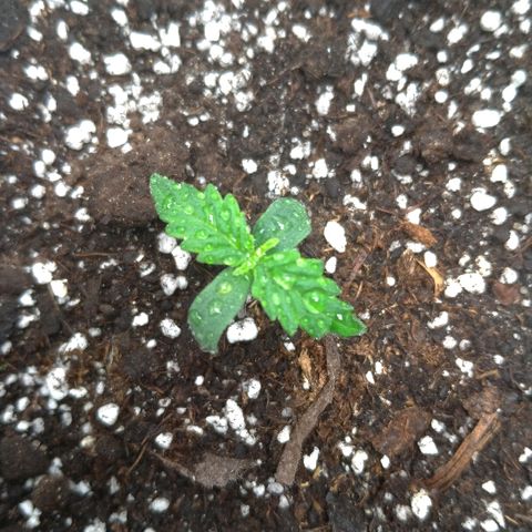 Auto Mazar growlog timeline photo