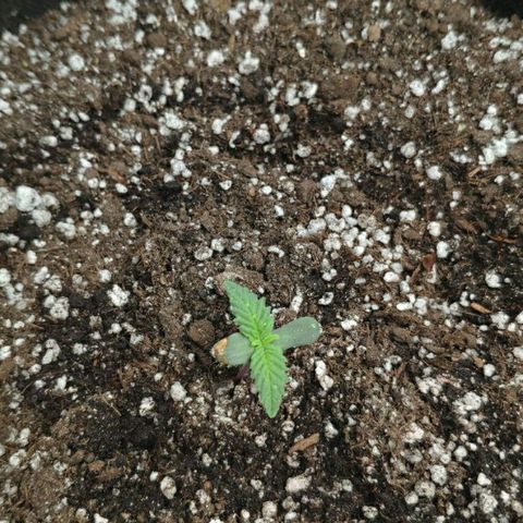 AK-47 Auto growlog timeline photo