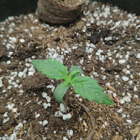 Auto Mazar growlog timeline photo