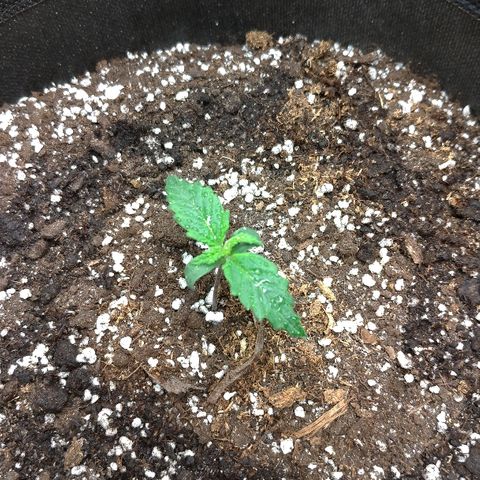 Auto Mazar growlog timeline photo