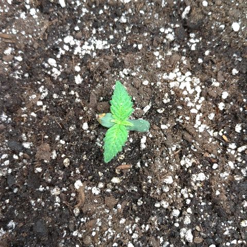 AK-47 Auto growlog timeline photo