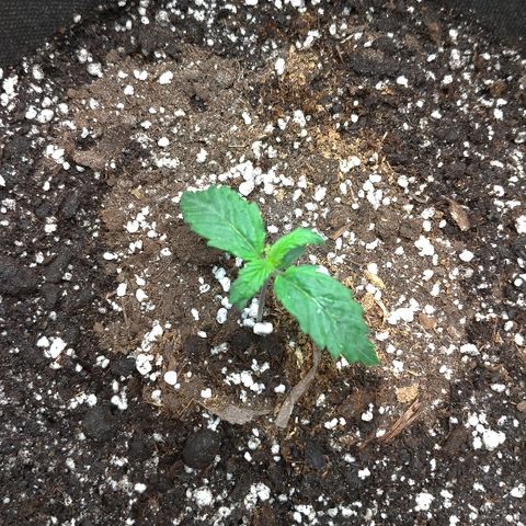 Auto Mazar growlog timeline photo