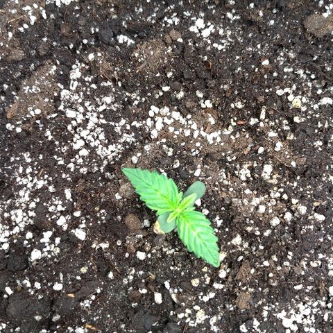 AK-47 Auto growlog photo: Снизили PH до 6.0. как будто начали желтеть. Кабы не было нам худо.