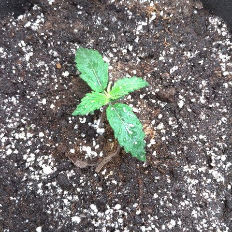 Auto Mazar growlog photo: Полив с корневином РН 6.0