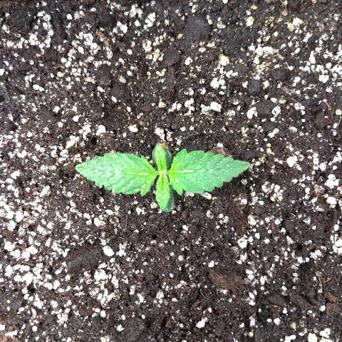 AK-47 Auto growlog photo: Полив с корневином РН 6.0