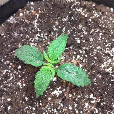 Auto Mazar growlog timeline photo