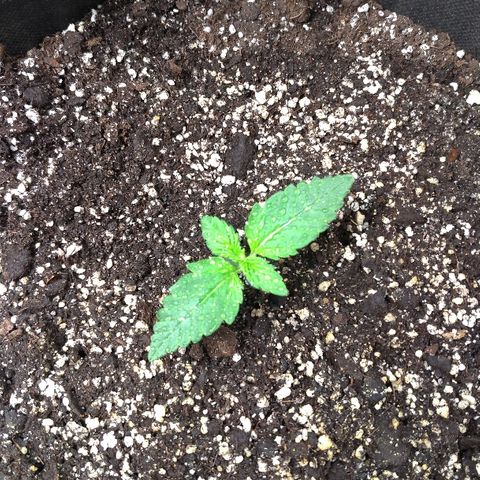 AK-47 Auto growlog timeline photo