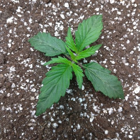 Auto Mazar growlog timeline photo