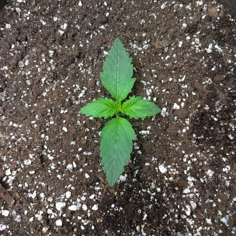 AK-47 Auto growlog timeline photo