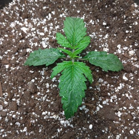 Auto Mazar growlog timeline photo
