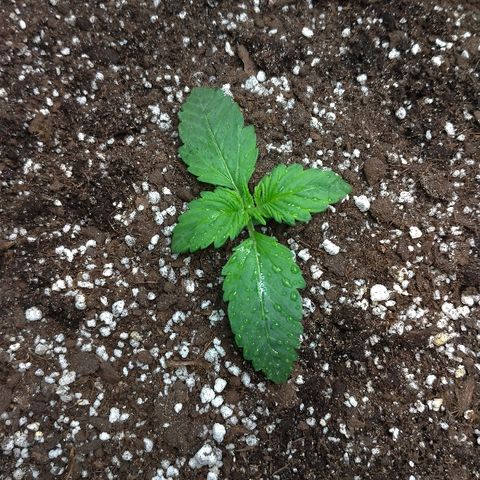 AK-47 Auto growlog timeline photo