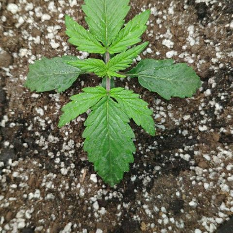 Auto Mazar growlog timeline photo