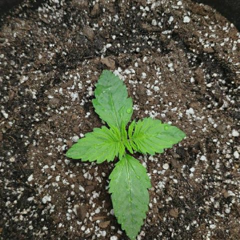 AK-47 Auto growlog timeline photo