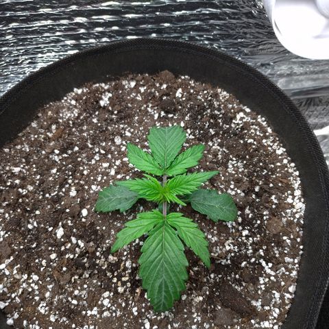 Auto Mazar growlog timeline photo