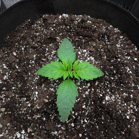 AK-47 Auto growlog timeline photo