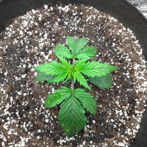 Auto Mazar growlog timeline photo