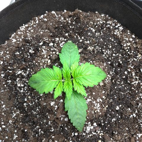 AK-47 Auto growlog timeline photo