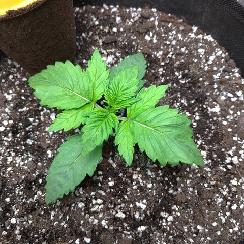 AK-47 Auto growlog timeline photo