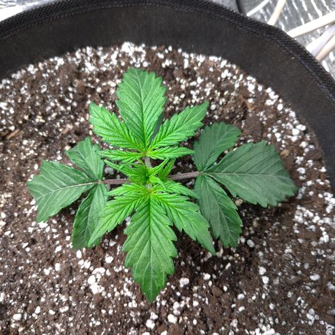 Auto Mazar growlog timeline photo