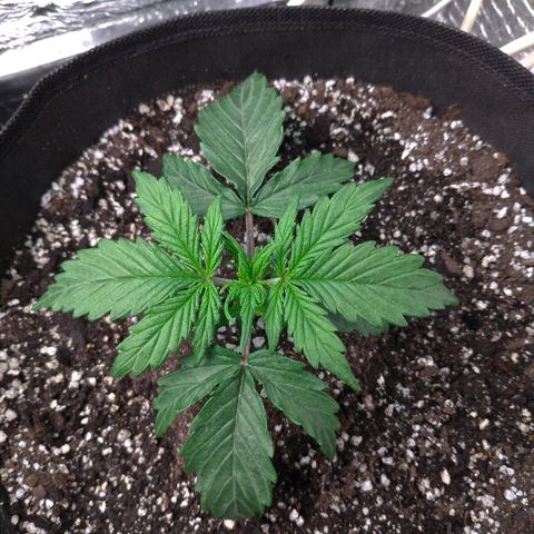 Auto Mazar growlog timeline photo