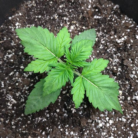AK-47 Auto growlog timeline photo
