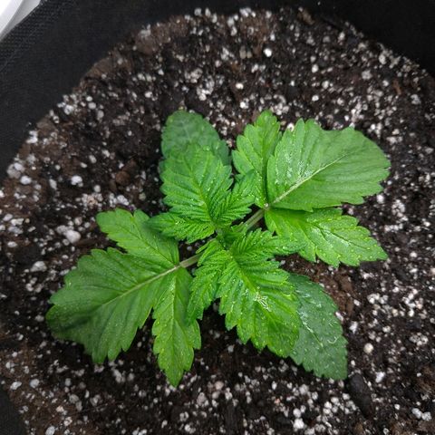 AK-47 Auto growlog timeline photo