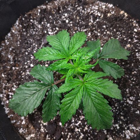 Auto Mazar growlog timeline photo