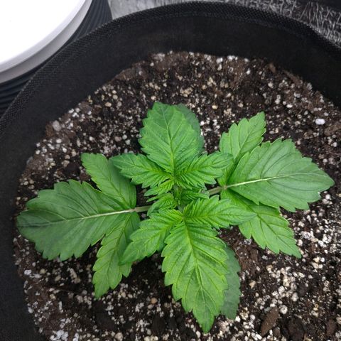 AK-47 Auto growlog timeline photo