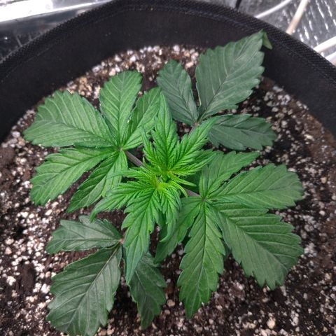 Auto Mazar growlog timeline photo