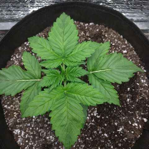 AK-47 Auto growlog timeline photo