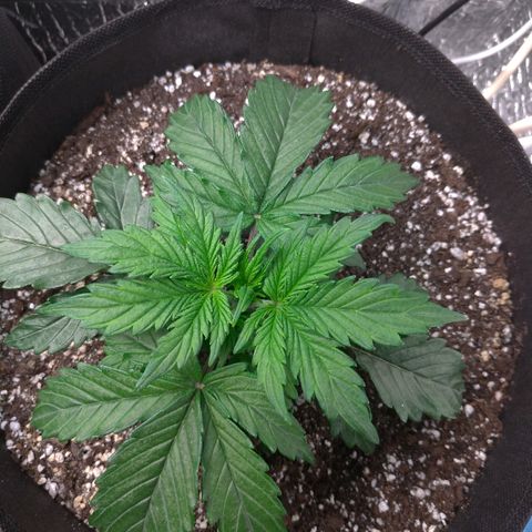 Auto Mazar growlog timeline photo