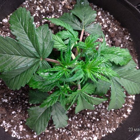 Auto Mazar growlog photo: Потренировал колы